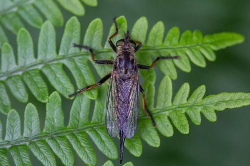 Neoitamus cyanurus